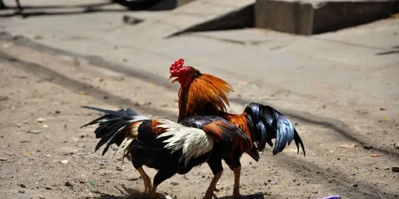 Khám phá các kỹ thuật thi đấu ở đá gà cựa non