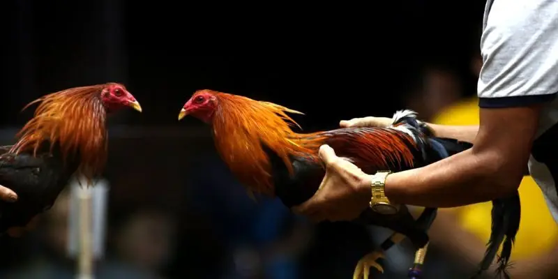 Thông tin so sánh giữa đá gà không cựa với loại hình khác