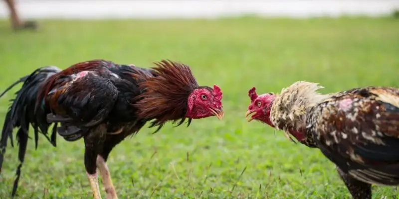 Tổng hợp bí kíp thi đấu ở đá gà không cựa